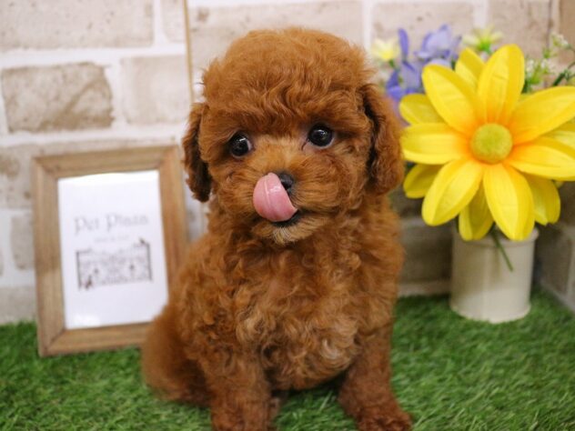 兵庫県のトイプードル(トイ) (ペット・プラザ アミーゴ神戸西店/2026年1月26日生まれ/女の子/レッド)の子犬の3枚目の画像