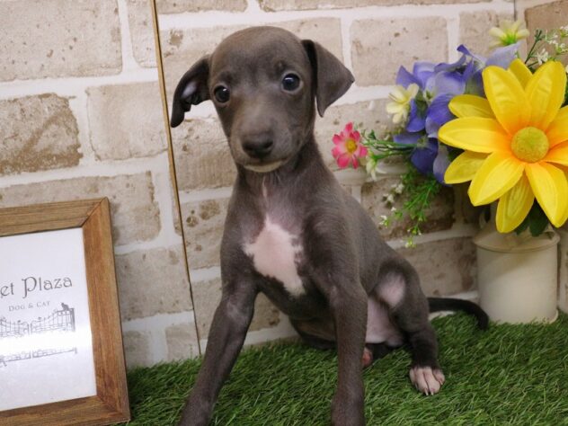 兵庫県のイタリアングレーハウンド (ペット・プラザ アミーゴ神戸西店/2026年1月26日生まれ/男の子/ブルーホワイト)の子犬の1枚目の画像