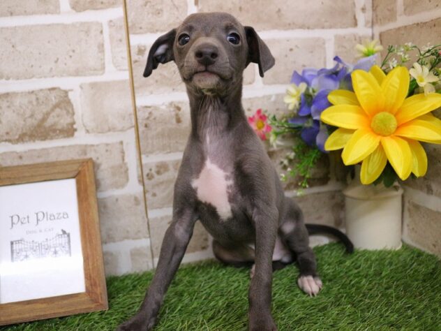 兵庫県のイタリアングレーハウンド (ペット・プラザ アミーゴ神戸西店/2026年1月26日生まれ/男の子/ブルーホワイト)の子犬の2枚目の画像