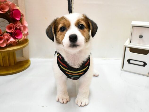 大阪府のジャックラッセルテリア (ペット・プラザ アミーゴ豊中服部店/2026年1月25日生まれ/女の子/ホワイトタン)の子犬の1枚目の画像