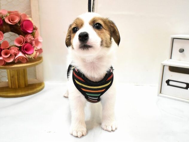 大阪府のジャックラッセルテリア (ペット・プラザ アミーゴ豊中服部店/2026年1月25日生まれ/女の子/ホワイトタン)の子犬の2枚目の画像