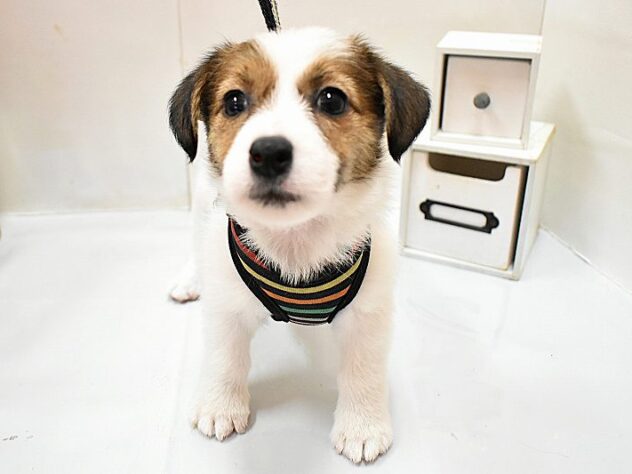 大阪府のジャックラッセルテリア (ペット・プラザ アミーゴ豊中服部店/2026年1月25日生まれ/女の子/ホワイトタン)の子犬の3枚目の画像