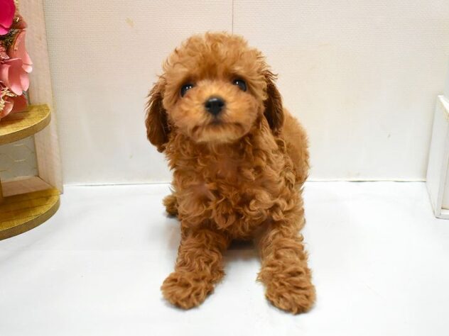 大阪府のトイプードル(トイ) (ペット・プラザ アミーゴ豊中服部店/2026年1月28日生まれ/女の子/レッドフォーン)の子犬の2枚目の画像