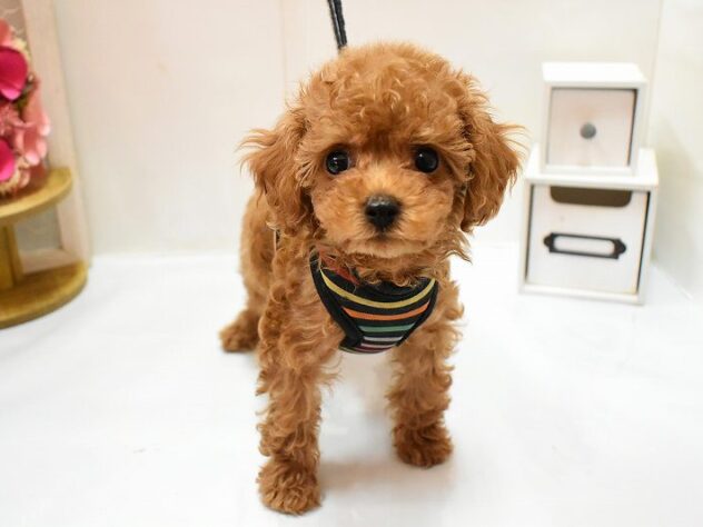 大阪府のトイプードル(トイ) (ペット・プラザ アミーゴ豊中服部店/2026年1月28日生まれ/女の子/レッドフォーン)の子犬の3枚目の画像