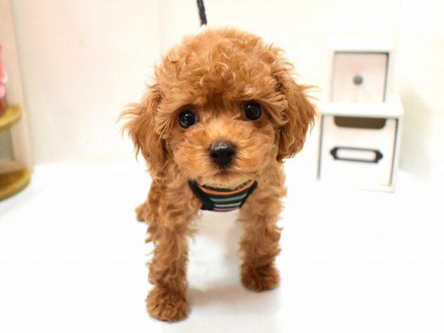 大阪府のトイプードル(トイ) (ペット・プラザ アミーゴ豊中服部店/2026年1月28日生まれ/女の子/レッドフォーン)の子犬の4枚目の画像