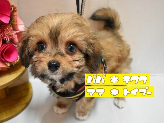 大阪府のチワプー/プーチー(チワワ×プードル) (ペット・プラザ アミーゴ豊中服部店/2026年1月27日生まれ/男の子/フォーン)の子犬の1枚目の画像