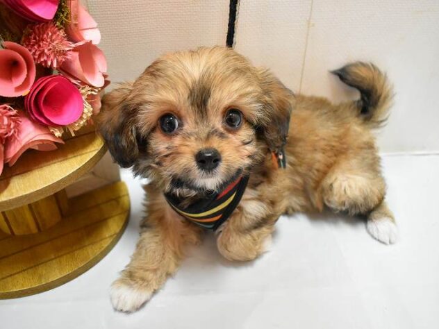 大阪府のチワプー/プーチー(チワワ×プードル) (ペット・プラザ アミーゴ豊中服部店/2026年1月27日生まれ/男の子/フォーン)の子犬の2枚目の画像