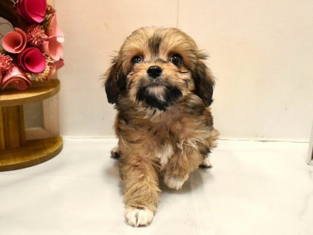 大阪府のチワプー/プーチー(チワワ×プードル) (ペット・プラザ アミーゴ豊中服部店/2026年1月27日生まれ/男の子/フォーン)の子犬の3枚目の画像