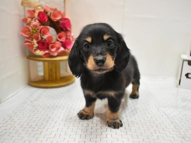 大阪府のミニチュアダックスフンド(ロング) (ペット・プラザ アミーゴ豊中服部店/2026年1月1日生まれ/女の子/ブラックタン)の子犬の4枚目の画像