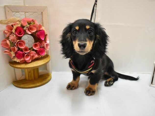 大阪府のミニチュアダックスフンド(ロング) (ペット・プラザ アミーゴ豊中服部店/2026年1月1日生まれ/女の子/ブラックタン)の子犬の2枚目の画像