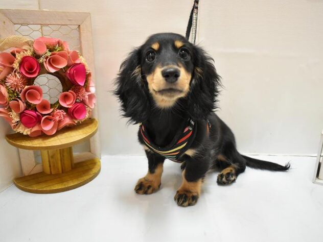 大阪府のミニチュアダックスフンド(ロング) (ペット・プラザ アミーゴ豊中服部店/2026年1月1日生まれ/女の子/ブラックタン)の子犬の1枚目の画像