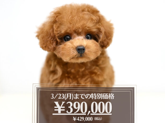 岡山県のトイプードル(トイ) (アミーゴ大安寺店/2025年9月20日生まれ/女の子/レッド)の子犬の1枚目の画像