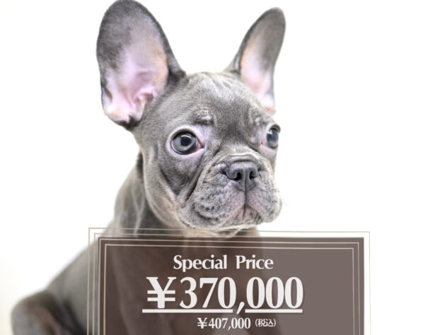 岡山県のフレンチブルドッグ (アミーゴ大安寺店/2025年5月12日生まれ/女の子/ブルータン)の子犬の1枚目の画像