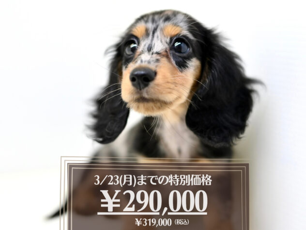 岡山県のミニチュアダックスフンド(ロング) (アミーゴ大安寺店/2025年8月13日生まれ/女の子/シルバーダップル)の子犬の1枚目の画像