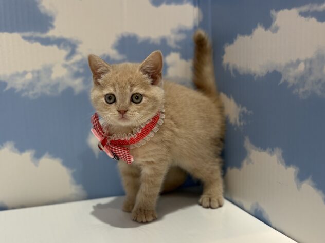 山形県のブリティッシュショートヘアー (アミーゴ山形南店/2026年1月6日生まれ/女の子/クリーム)の子猫の3枚目の画像