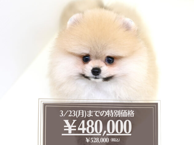 岡山県のポメラニアン (アミーゴ大安寺店/2025年5月16日生まれ/女の子/ウルフセーブル)の子犬の1枚目の画像