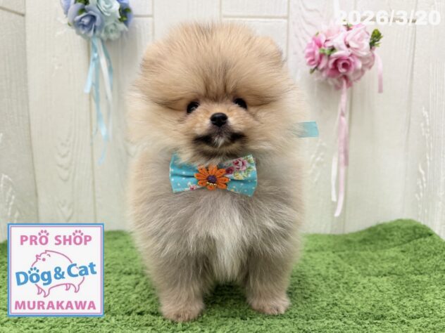 広島県のポメラニアン (アミーゴ大町店/2026年1月13日生まれ/男の子/オレンジ)の子犬の3枚目の画像