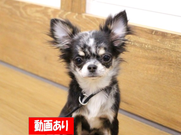 兵庫県のチワワ(ロング) (ペット・プラザ アミーゴ三田店/2025年10月8日生まれ/女の子/ブルーマール)の子犬の1枚目の画像