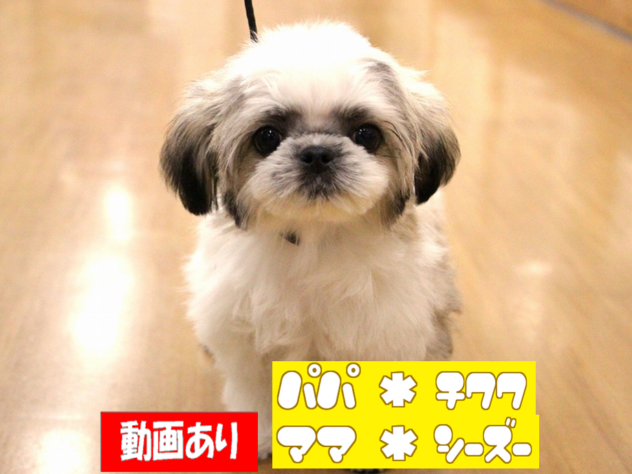 兵庫県のハーフ犬・ミックス犬 (ペット・プラザ アミーゴ三田店/2025年11月2日生まれ/男の子/レッドホワイト)の子犬の1枚目の画像