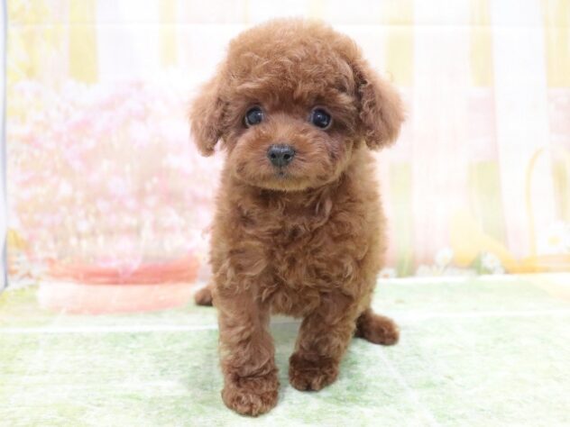 大阪府のトイプードル(トイ) (アミーゴ鳳店/2026年1月11日生まれ/男の子/レッド)の子犬の2枚目の画像