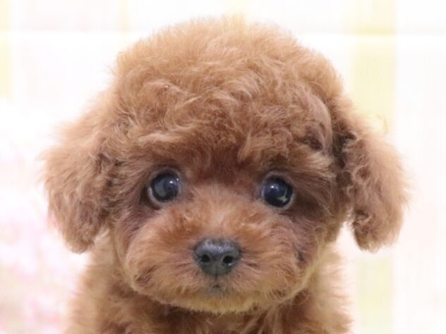 大阪府のトイプードル(トイ) (アミーゴ鳳店/2026年1月11日生まれ/男の子/レッド)の子犬の3枚目の画像