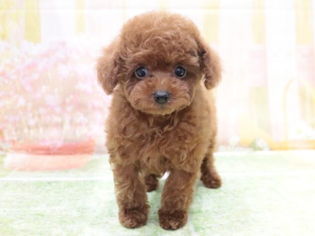 大阪府のトイプードル(トイ) (アミーゴ鳳店/2026年1月11日生まれ/男の子/レッド)の子犬の4枚目の画像