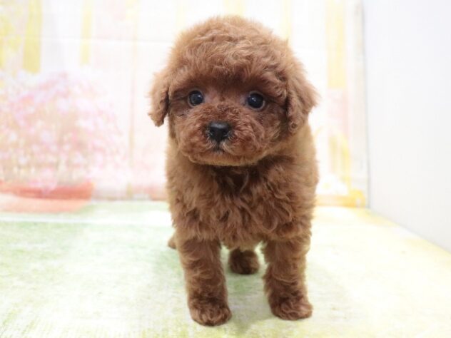 大阪府のトイプードル(トイ) (アミーゴ鳳店/2026年1月13日生まれ/男の子/レッド)の子犬の2枚目の画像