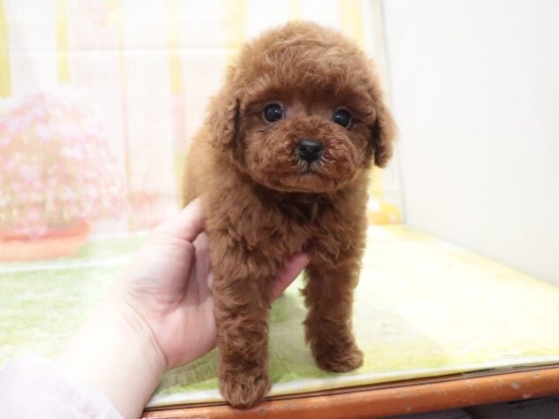 大阪府のトイプードル(トイ) (アミーゴ鳳店/2026年1月13日生まれ/男の子/レッド)の子犬の3枚目の画像