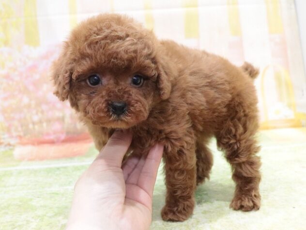 大阪府のトイプードル(トイ) (アミーゴ鳳店/2026年1月13日生まれ/男の子/レッド)の子犬の4枚目の画像