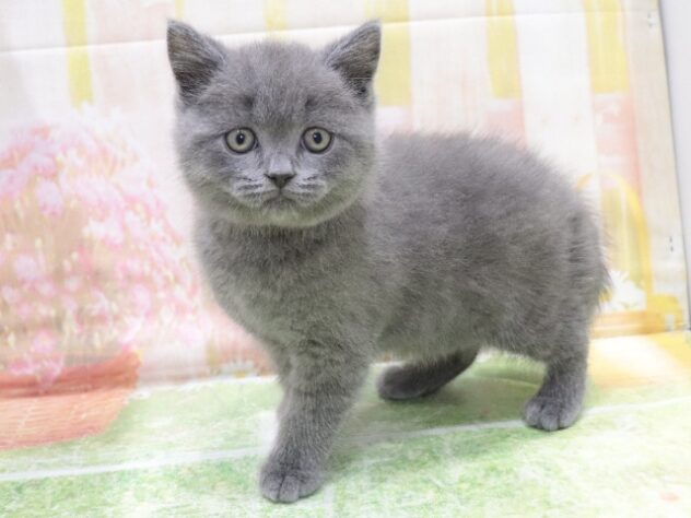 大阪府のブリティッシュショートヘアー (アミーゴ鳳店/2026年1月15日生まれ/男の子/ブルー)の子猫の2枚目の画像