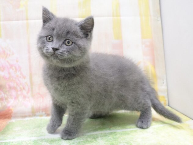 大阪府のブリティッシュショートヘアー (アミーゴ鳳店/2026年1月15日生まれ/男の子/ブルー)の子猫の3枚目の画像