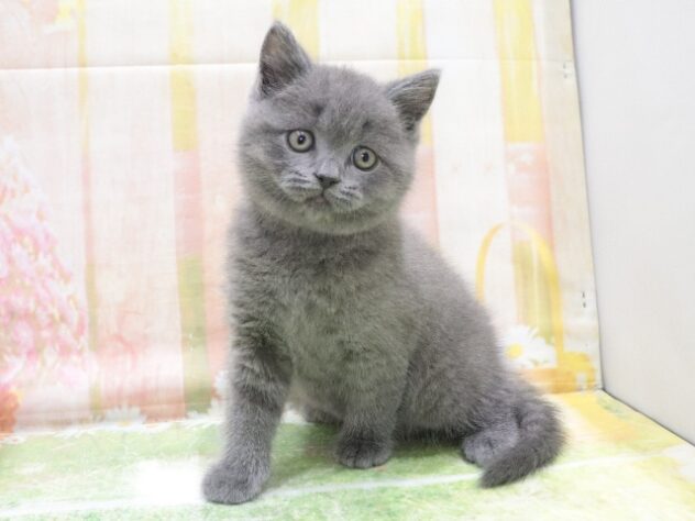 大阪府のブリティッシュショートヘアー (アミーゴ鳳店/2026年1月15日生まれ/男の子/ブルー)の子猫の4枚目の画像