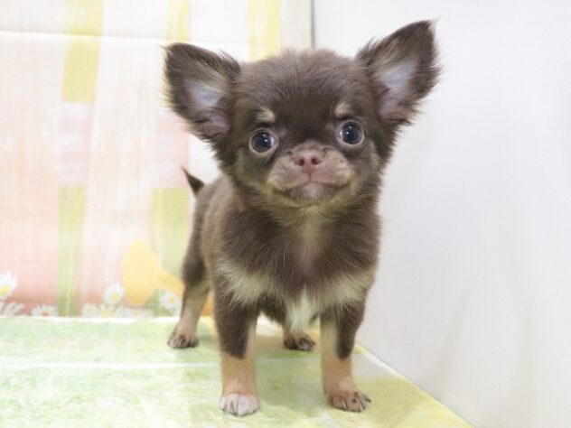 大阪府のチワワ(ロング) (アミーゴ鳳店/2026年1月9日生まれ/女の子/チョコレートタン)の子犬の2枚目の画像