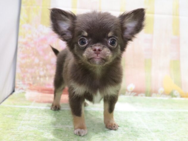 大阪府のチワワ(ロング) (アミーゴ鳳店/2026年1月9日生まれ/女の子/チョコレートタン)の子犬の4枚目の画像