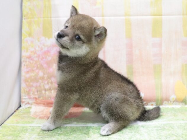 大阪府の豆柴 (アミーゴ鳳店/2026年3月14日生まれ/女の子/胡麻)の子犬の2枚目の画像