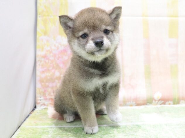 大阪府の豆柴 (アミーゴ鳳店/2026年3月14日生まれ/女の子/胡麻)の子犬の3枚目の画像