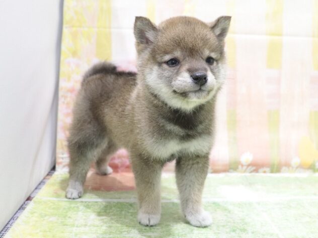 大阪府の豆柴 (アミーゴ鳳店/2026年3月14日生まれ/女の子/胡麻)の子犬の4枚目の画像