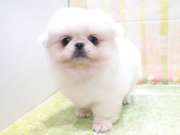 大阪府のハーフ犬・ミックス犬 (アミーゴ鳳店/2026年1月15日生まれ/男の子/ホワイト)の子犬の3枚目の画像