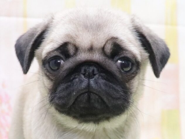 大阪府のパグ (アミーゴ鳳店/2026年1月15日生まれ/女の子/フォーン)の子犬の2枚目の画像