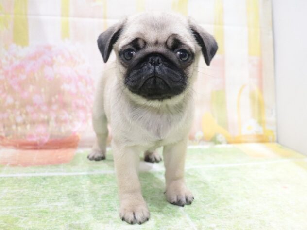 大阪府のパグ (アミーゴ鳳店/2026年1月15日生まれ/女の子/フォーン)の子犬の3枚目の画像