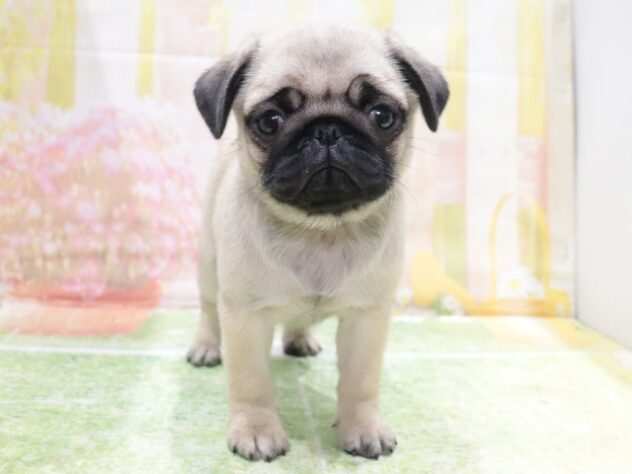 大阪府のパグ (アミーゴ鳳店/2026年1月15日生まれ/女の子/フォーン)の子犬の4枚目の画像