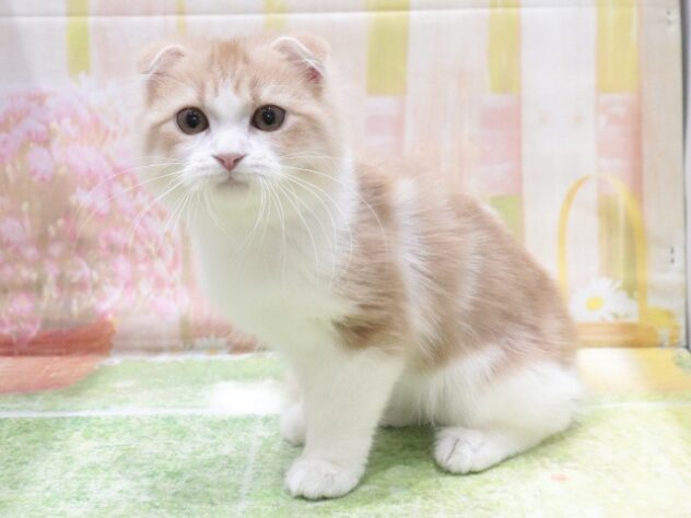 大阪府のスコティッシュフォールド (アミーゴ鳳店/2026年1月7日生まれ/男の子/クリームタビーホワイト)の子猫の3枚目の画像