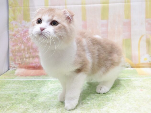 大阪府のスコティッシュフォールド (アミーゴ鳳店/2026年1月7日生まれ/男の子/クリームタビーホワイト)の子猫の4枚目の画像