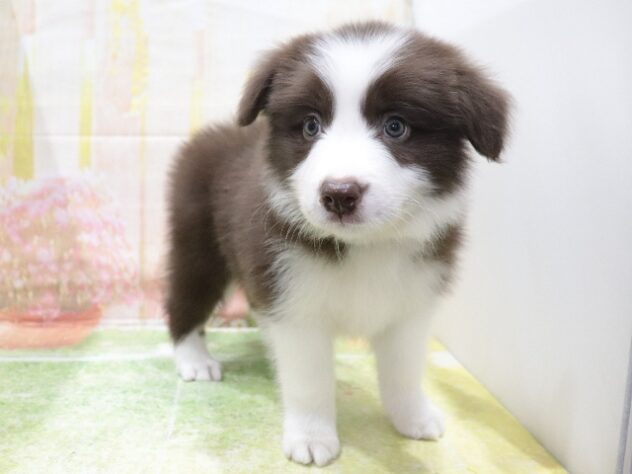 大阪府のボーダーコリー (アミーゴ鳳店/2026年1月20日生まれ/男の子/チョコレートホワイト)の子犬の2枚目の画像