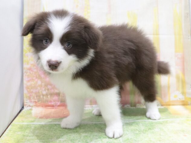 大阪府のボーダーコリー (アミーゴ鳳店/2026年1月20日生まれ/男の子/チョコレートホワイト)の子犬の3枚目の画像