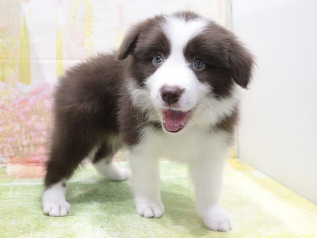 大阪府のボーダーコリー (アミーゴ鳳店/2026年1月20日生まれ/男の子/チョコレートホワイト)の子犬の4枚目の画像