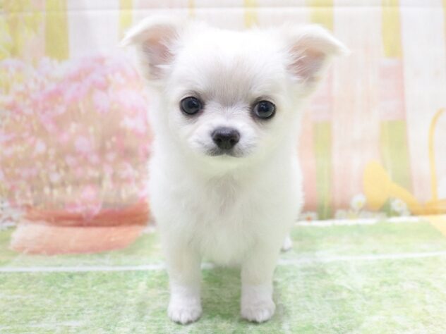 大阪府のチワワ(ロング) (アミーゴ鳳店/2026年1月19日生まれ/女の子/ホワイトクリーム)の子犬の2枚目の画像