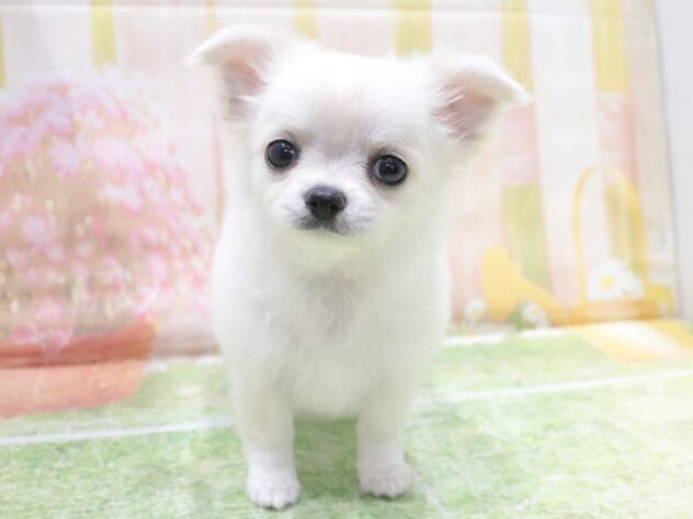 大阪府のチワワ(ロング) (アミーゴ鳳店/2026年1月19日生まれ/女の子/ホワイトクリーム)の子犬の3枚目の画像