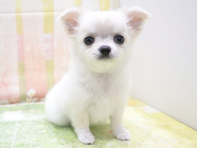 大阪府のチワワ(ロング) (アミーゴ鳳店/2026年1月19日生まれ/女の子/ホワイトクリーム)の子犬の4枚目の画像