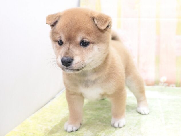 大阪府の豆柴 (アミーゴ鳳店/2026年1月18日生まれ/女の子/赤)の子犬の2枚目の画像